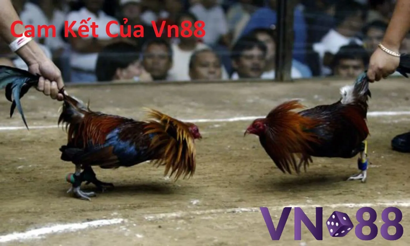 Giới Thiệu Vn88 2 da ga casino